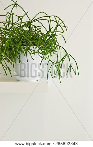 Green Pot Plant In White Room As Decoration. Rhipsalis