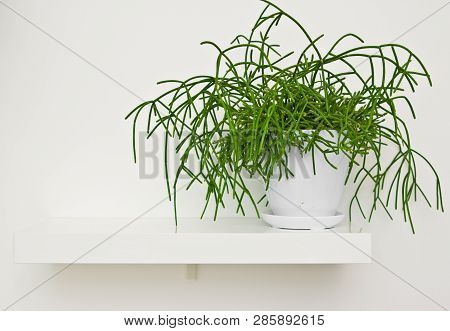 Green Pot Plant In White Room As Decoration. Rhipsalis