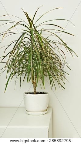 Green Pot Plant In White Room As Decoration. Dracaena.