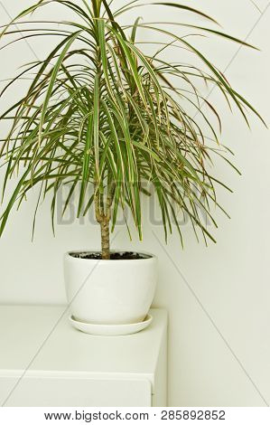 Green Pot Plant In White Room As Decoration. Dracaena.