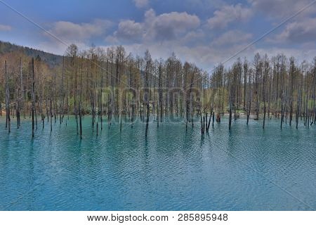 Blue Pond Aoiike In Biei, Hokkaido, Japan