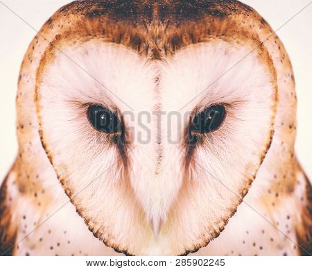 Owl Face In High Resolution