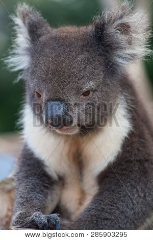 Portrait Cute Australian Koala Bear Sitting In An Eucalyptus Tree And Looking With Curiosity. Kangar