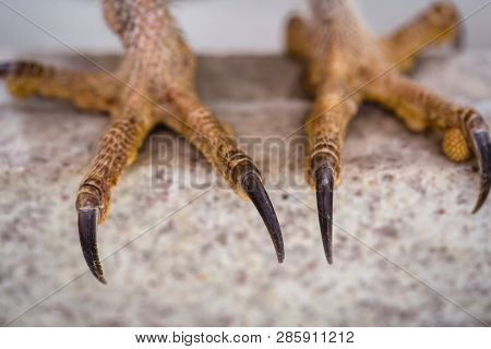Sharp Owl Claws In High Resolution