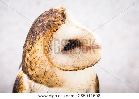 The Most Common Owl Species In The World. High Resolution Photo Of An Owl.