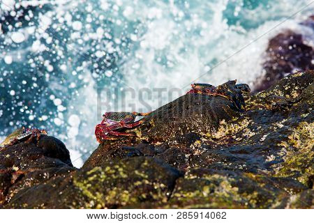 Crabs On Stones Against Of Splashing Sea Waves.
