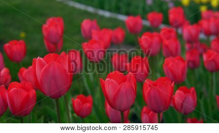 Flowerbeds Of Red, Yellow And Orange Tulips. Close Up Of Red Star Tulips.
