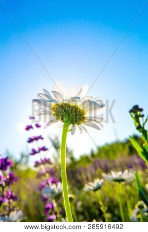 Beautiful White Daisies In A Green Rural Meadow In The Rays Of The Bright Sun. Rural Landscape. Wild