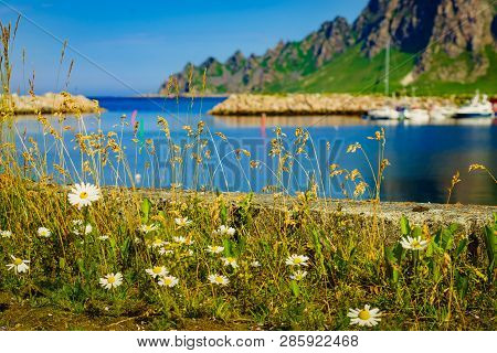 Fishing Port, Bleik Village In Summer Time. Andoya Island, Vesteralen Archipelago.