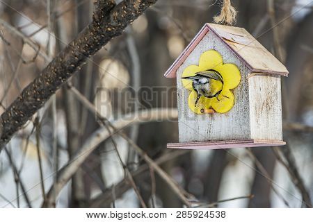 A Rear View Of A Small Yellow Tit Is Sitting In A Yellow Bird And Squirrel Feeder House From Plywood