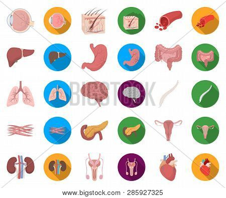 Internal Organs Of A Human Cartoon, Flat Icons In Set Collection For Design. Anatomy And Medicine Ve