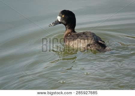 Female Tufted Duck (aythya Fuligula) Moving Through Water