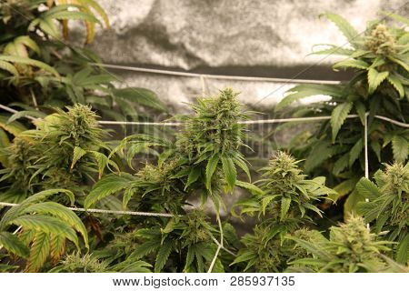 Marijuana Business. Marijuana and Cannabis growing business. Marijuana Grow Tent with lights. Medical and Recreational Cannabis plants. 