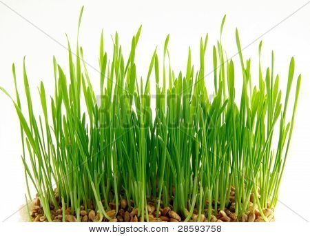 ข้าวสาลีเมล็ดและการงอก