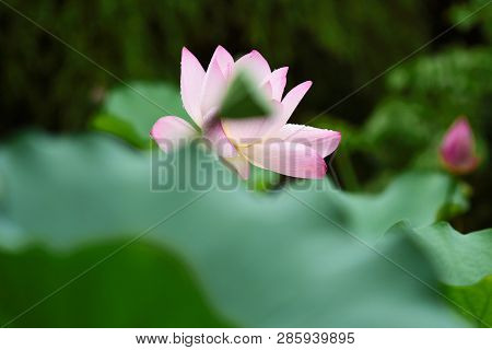 Pink Lotus Bud And Green Leaf Close Up