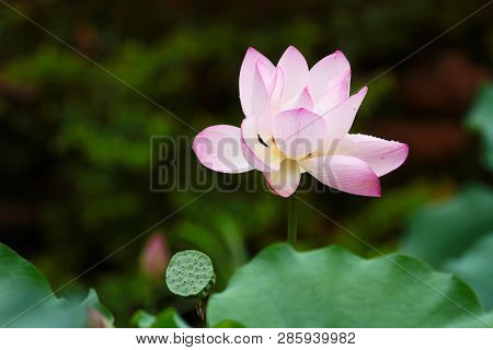 Close Up Of The Beautiful Lotus Flower In Blooming