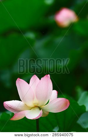 Beautiful Pink Lotus Flower,and Lotus Flower Bud