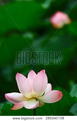 Beautiful Lotus Flower In Blooming At Pond