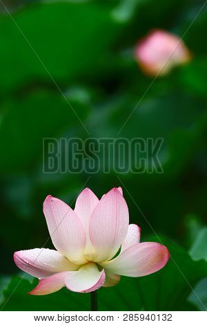 The Lotus  And Leaf At Rain Day