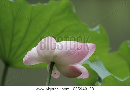 Beautiful Lotus Flower In Blooming At Pond