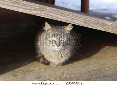 Gray Fluffy Cat With Green Big Eyes