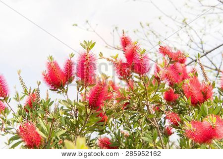 Callistemon rigidus plant with green and red leaves citrius