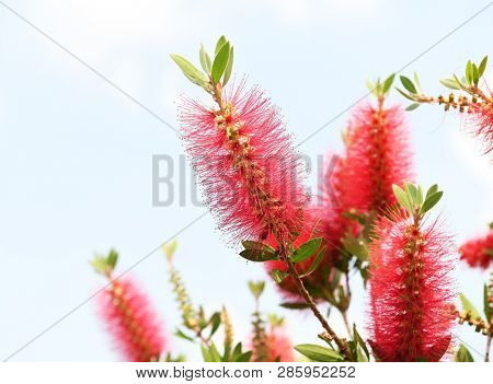 Callistemon rigidus plant with green and red leaves citrius