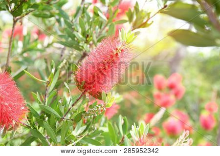 Callistemon rigidus plant with green and red leaves citrius