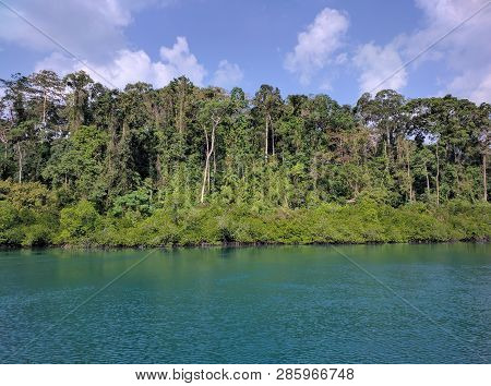 Mangroves Aside Of A Islands Of Andaman And Nicobar
