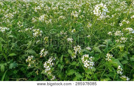 Meadow Background With Many White Flowers In The Monuntain