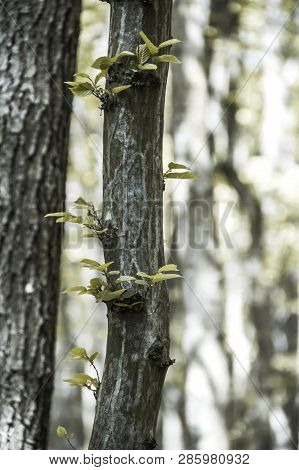 Close-up A Bark Of Young Elm Tree (ulmus Minor) In The Forest