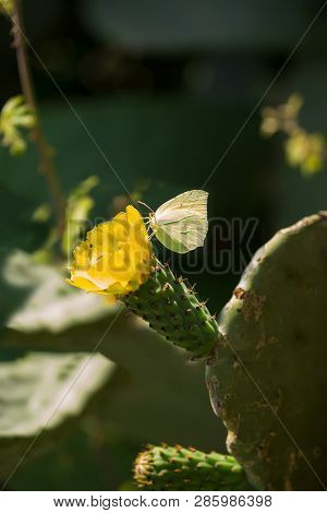 Butterfly On The Beautiful Flower Of Opuntia Ficus-indica Or Cactus Pear Are Widely Spread Along Sic