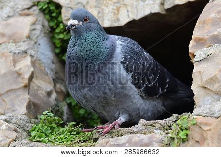 Portrait Of A Common Pigeon (columba Livia) Perching In A Hole In A Wall