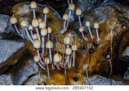 Underground Mushrooms. Glistening Inkcap Mushroom Coprinellus Micaceus Growing In Cave.