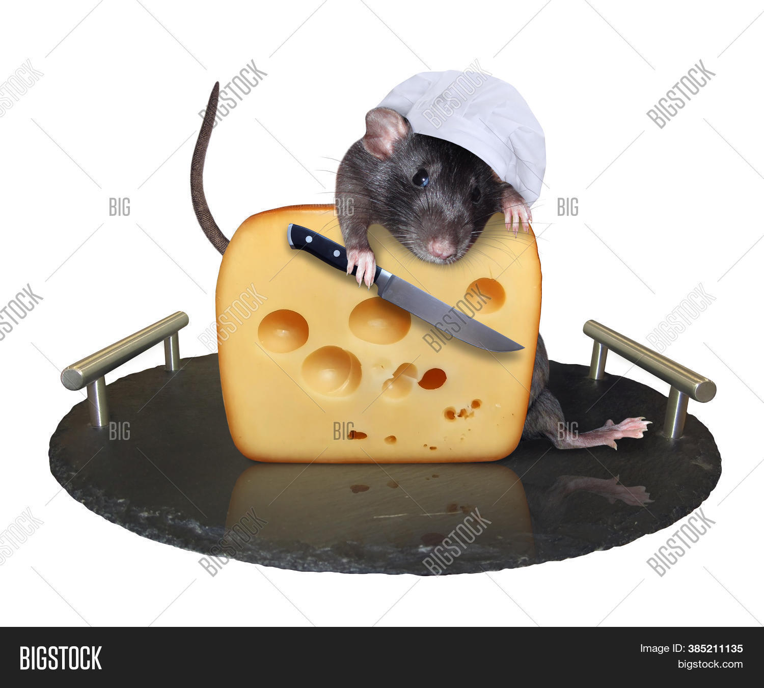 Black Rat Cook Chef Image \u0026 Photo (Free 