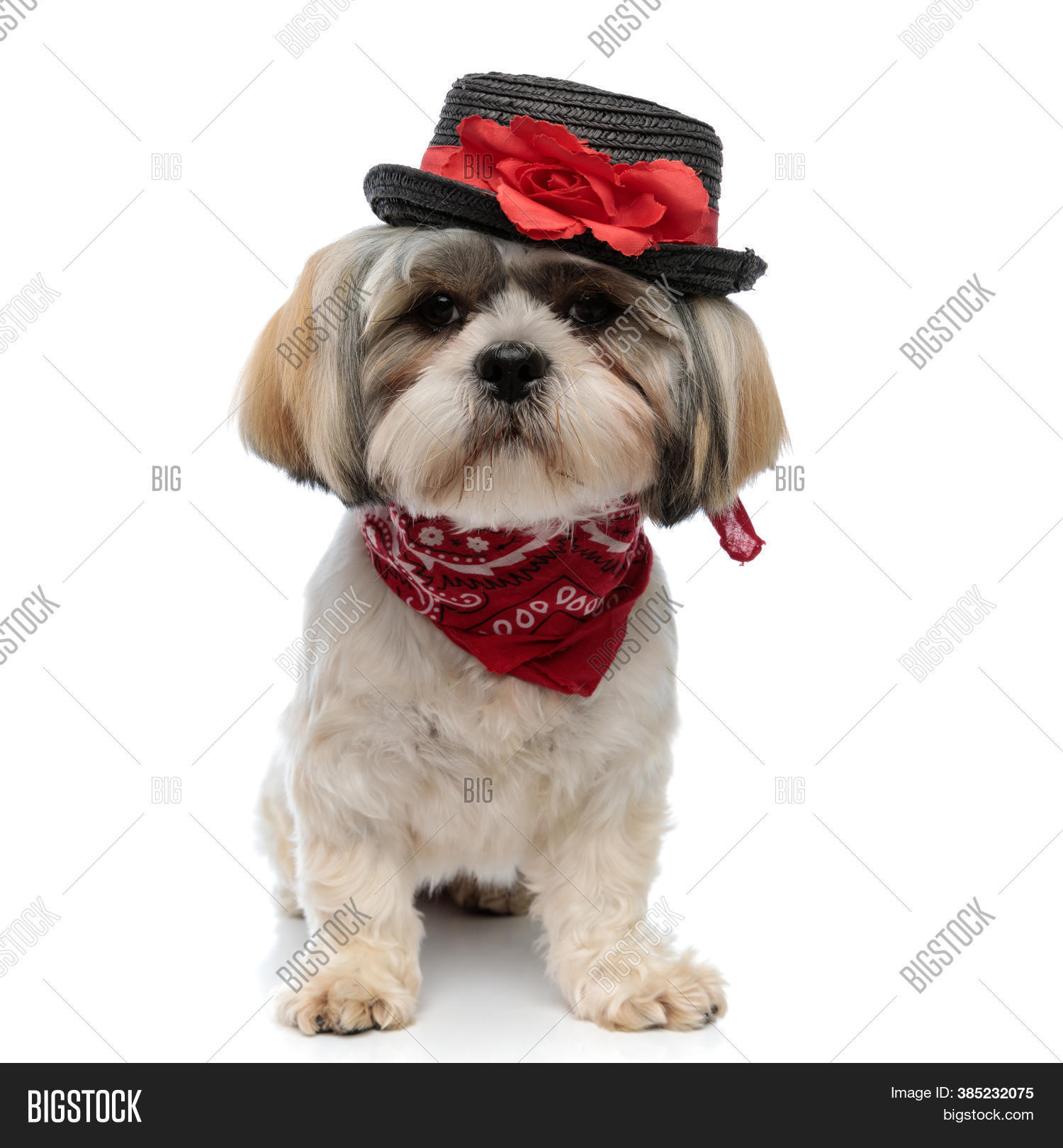 shih tzu bandana