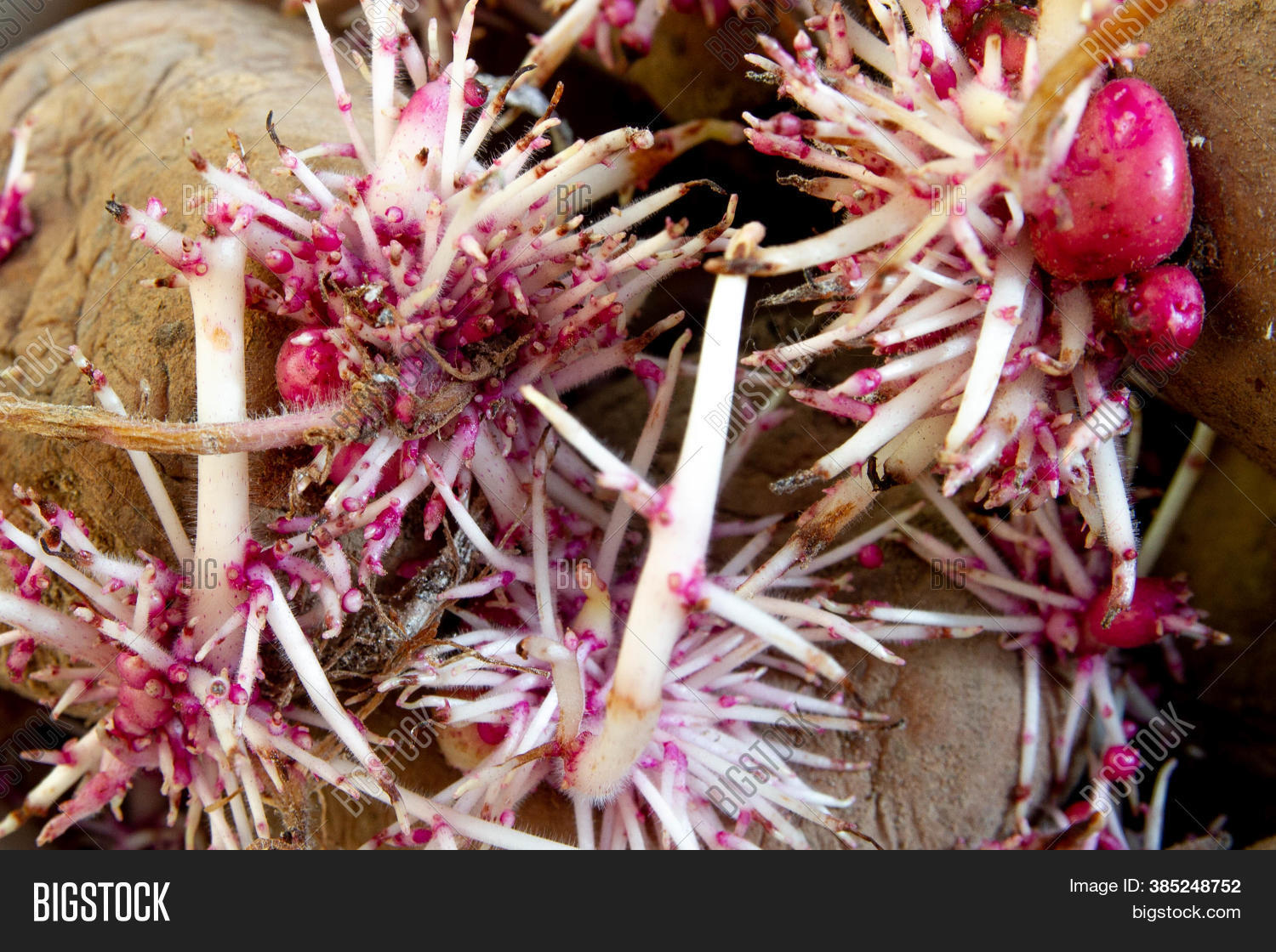 Potatoes Roots Image & Photo (Free Trial) Bigstock