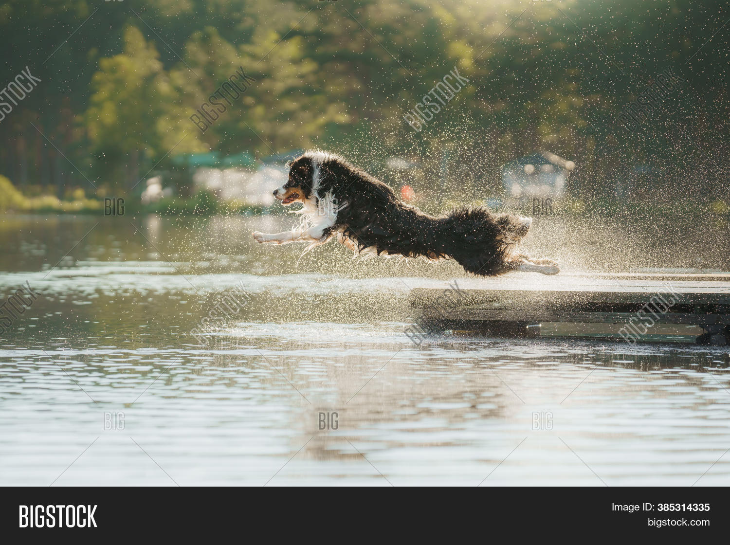 Dog Jumps Into Water. Image & Photo (Free Trial) Bigstock