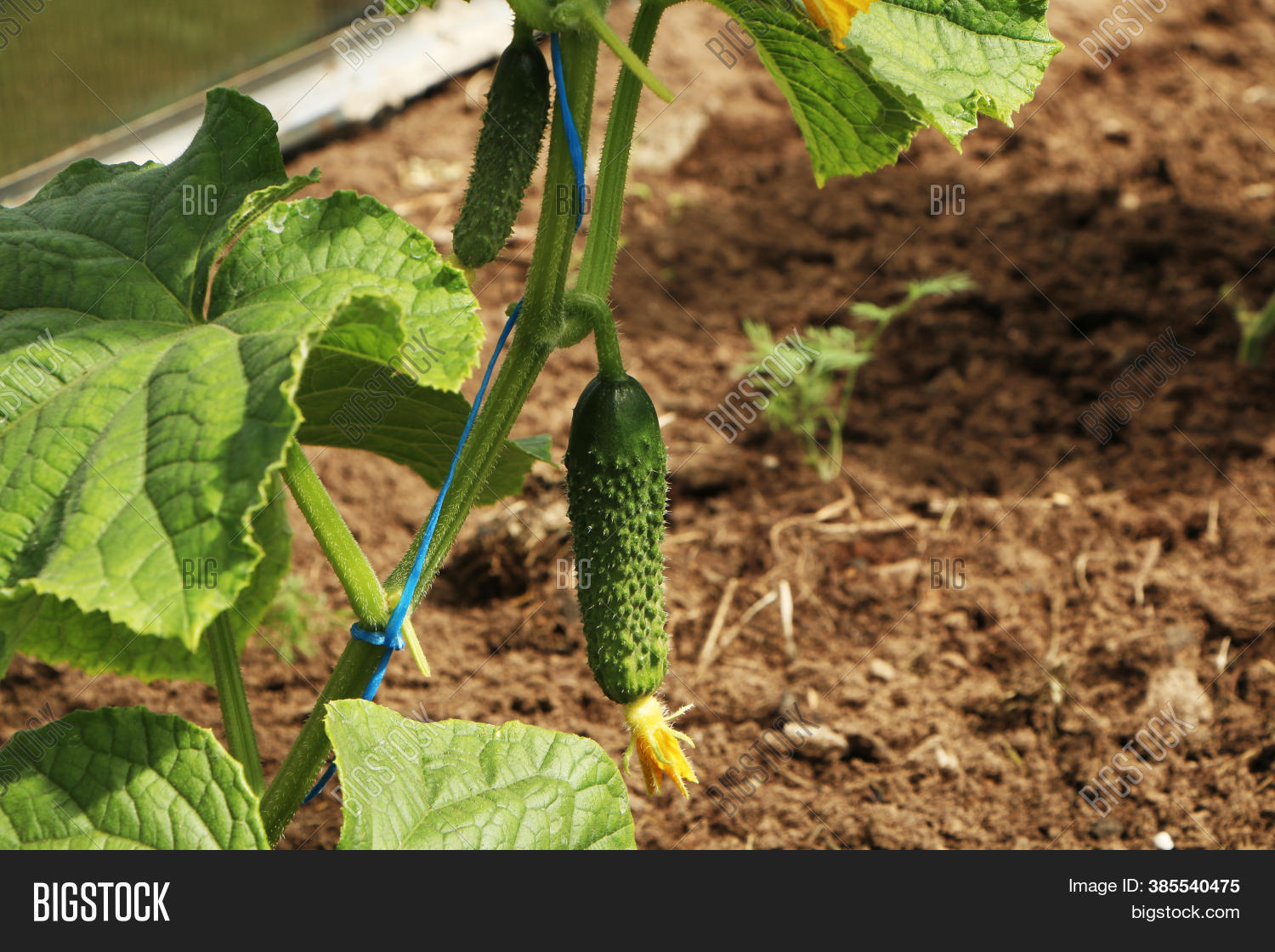 Cucumber Harvest Small Image & Photo (Free Trial) Bigstock