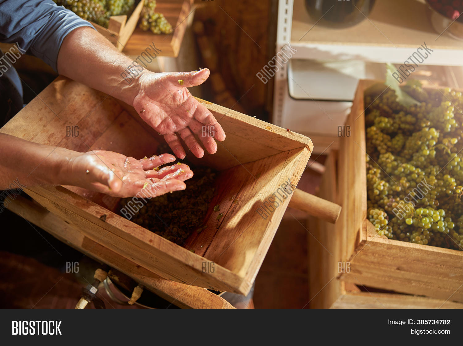 Crushing Grapes Get Image & Photo (Free Trial) Bigstock