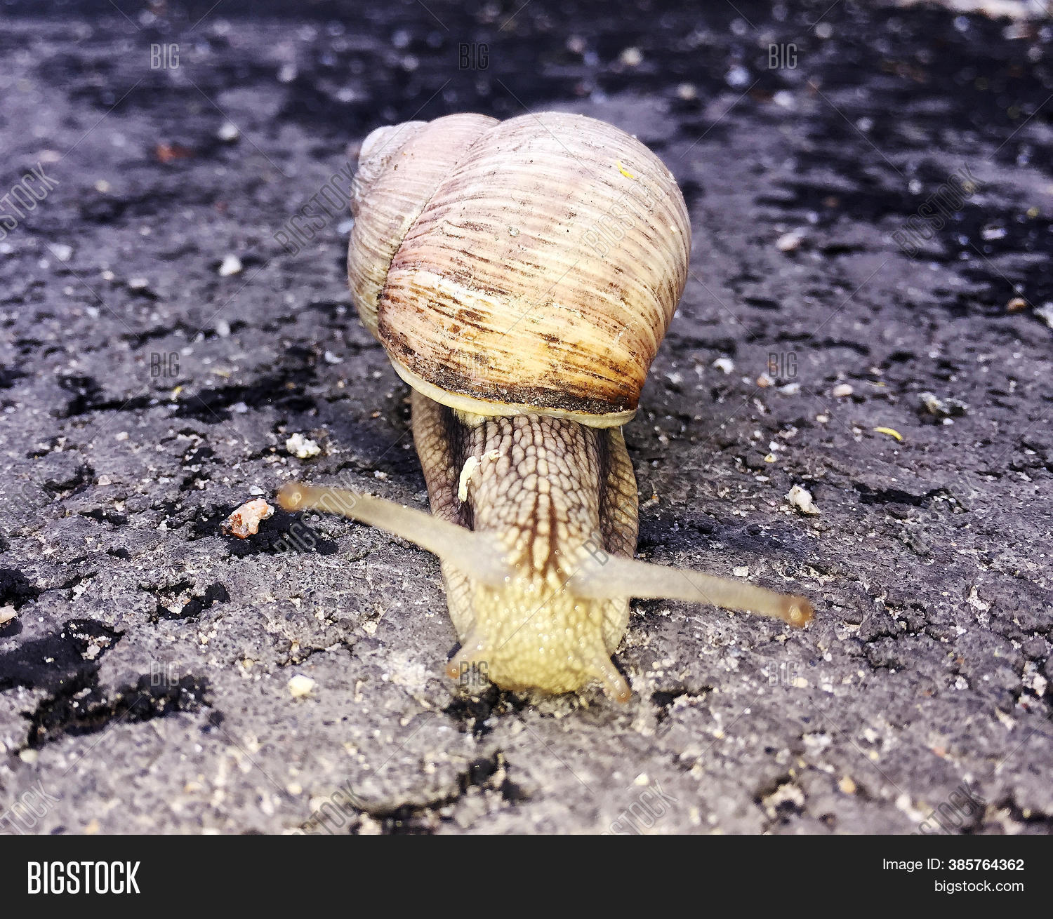 Small Garden Snail Image & Photo (Free Trial) Bigstock