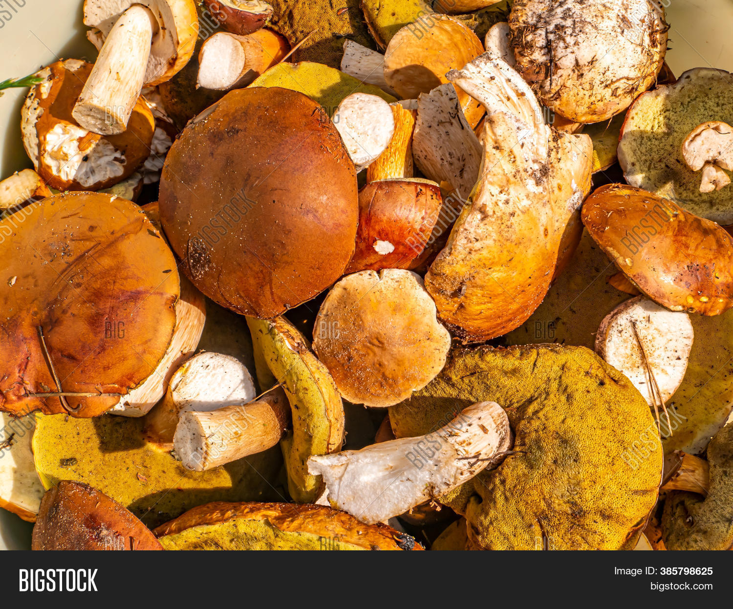 Season Picking Porcini Image & Photo (Free Trial) Bigstock