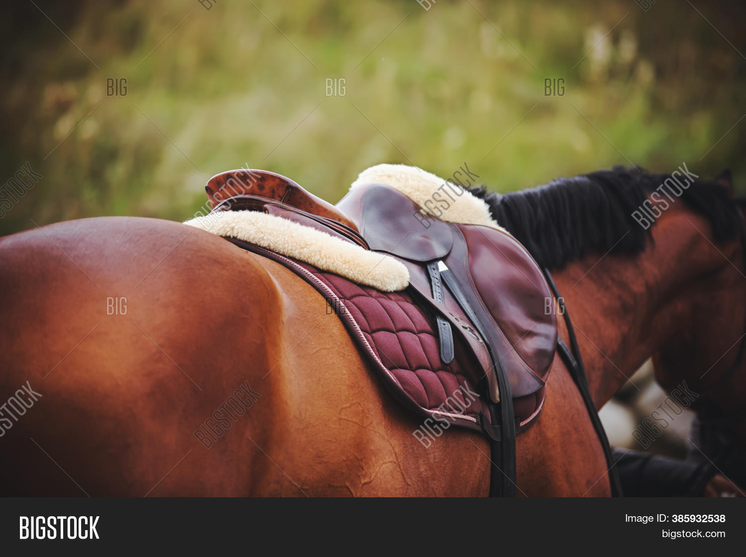 Beautiful Bay Horse Image & Photo (Free Trial) Bigstock