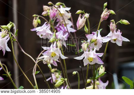 Plae Pink Aquilegia Flowers Closeup In Spring Garden.