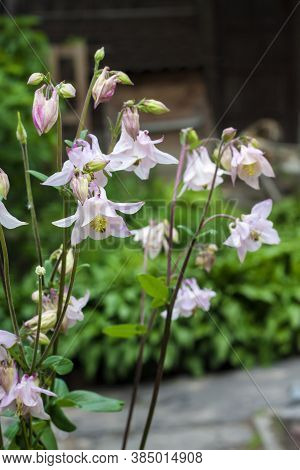 Plae Pink Aquilegia Flowers Closeup In Spring Garden.