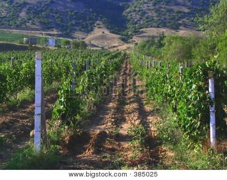 Vignobles de Crimée