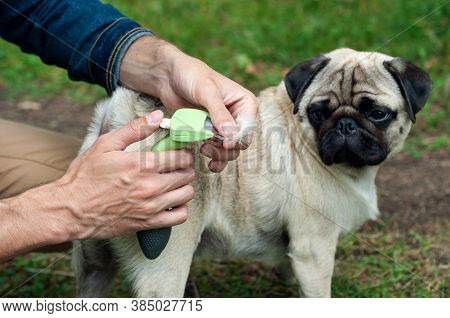 Person Combs Dog With A Metal Grooming Comb. Seasonal Molting Of Pets And Removal Of Excess Undercoa