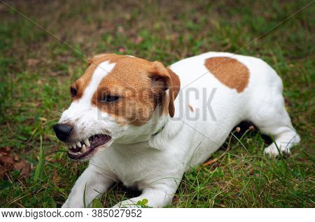 Enraged Aggressive, Angry Dog. Grinning Jack Russell With A Bared Fangs.
