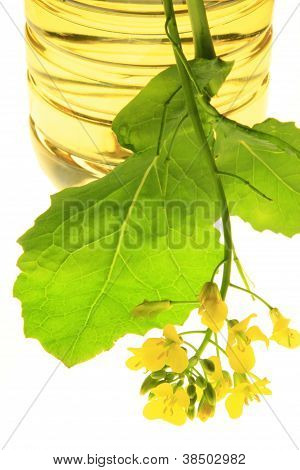 Canola olie met bloeiende plant