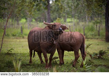 Thai Buffalo Walk Over The Field Go Back Home With Sunset. Life\' Machine Of Farmer. Original Agricu